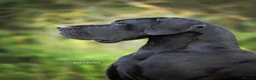Great Dane dogs for sale: Champion blood exceptional quality black GreatDane - Advert 17