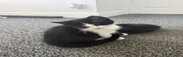 Mixed Breed cats for sale: Lovely Kittens for Sale - Advert 7