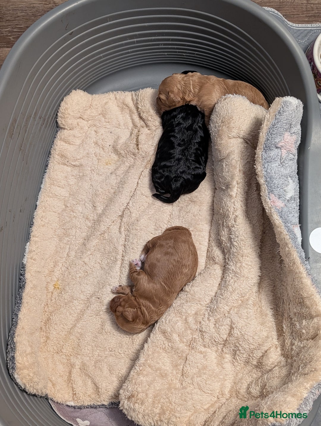 Lhasapoo dogs for sale: Female Lhasapoo for sale - Advert 10