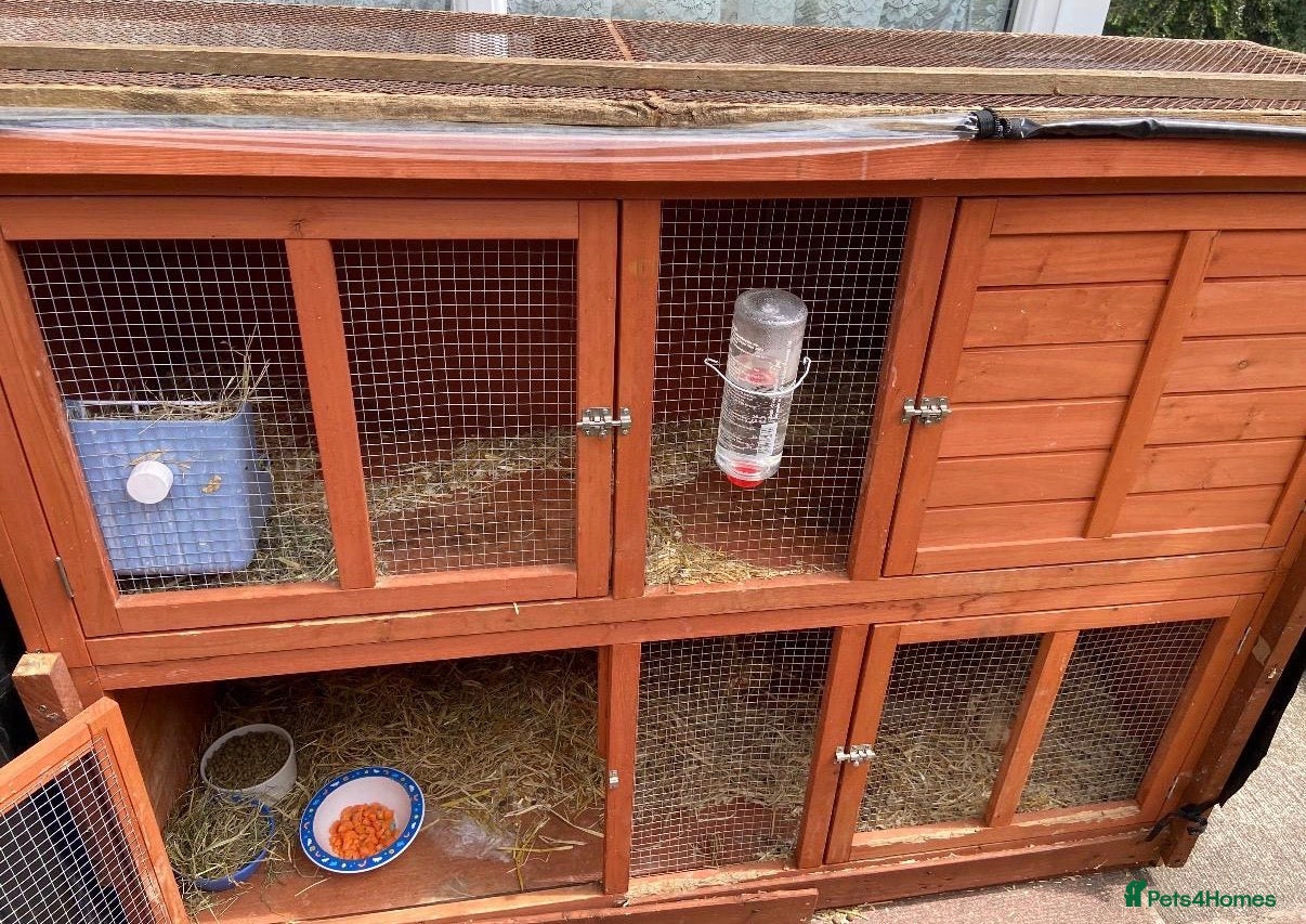 Mixed Breed rabbits for sale: Hopsy the rabbit in Milton Keynes - Advert 3