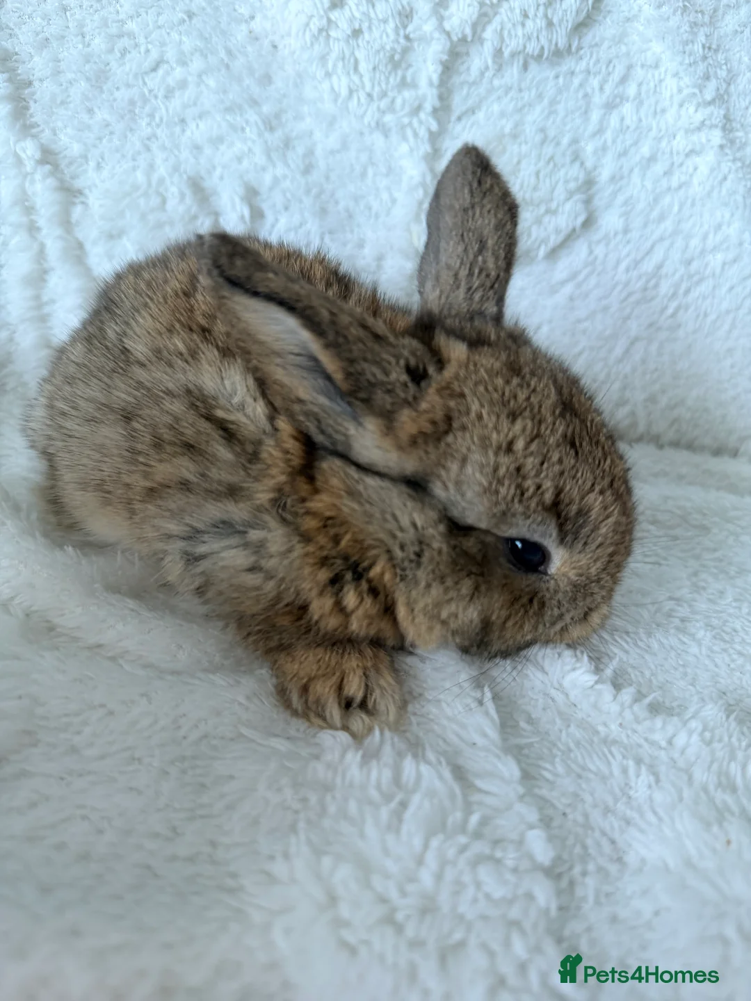 Mini Lop rabbits for sale: Mini lops - Advert 8