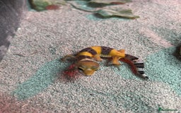 Leopard Gecko reptiles for sale: MIXED LEOPARD GECKOS  - Image 1