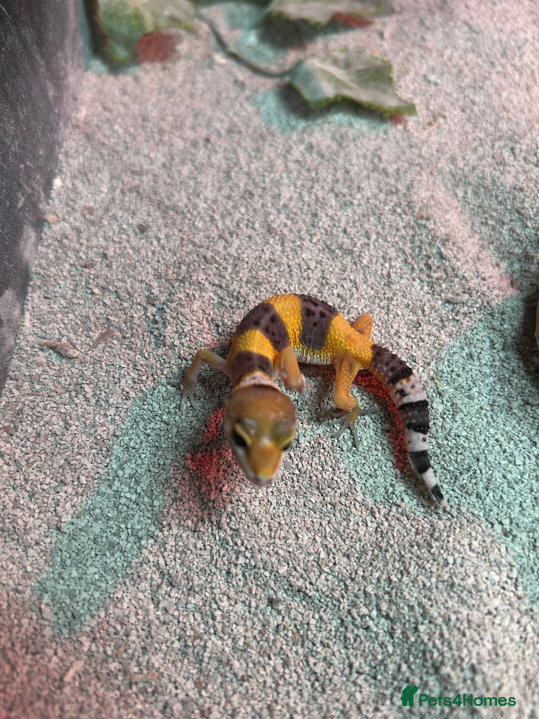Leopard Gecko reptiles for sale: MIXED LEOPARD GECKOS  - Image 1