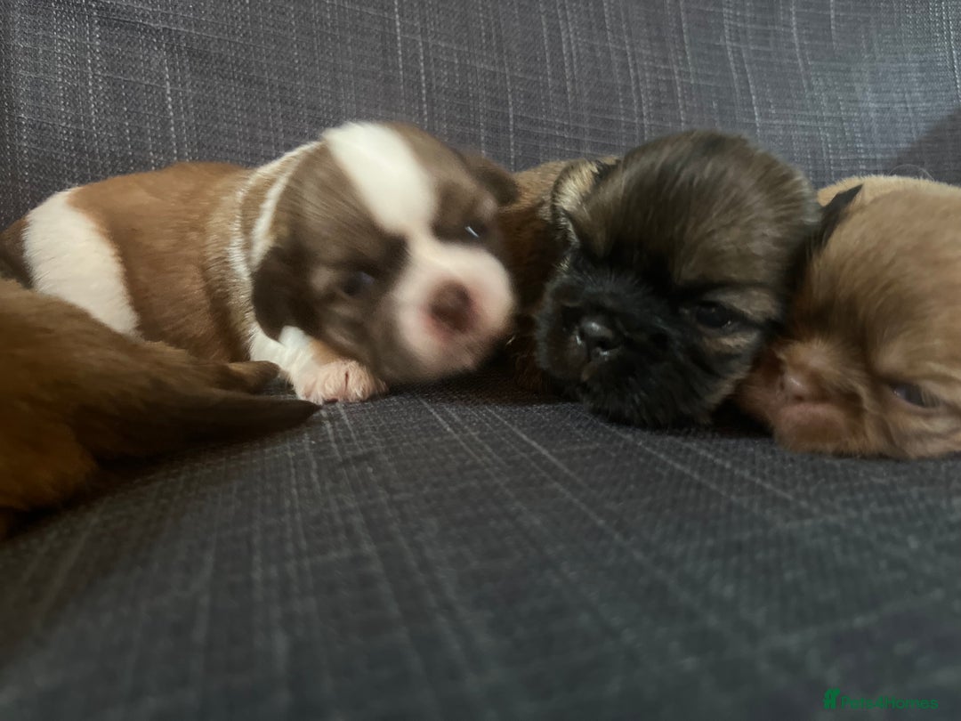 Shih Tzu dogs for sale: Beautiful litter or imperial Shih Tzu puppies  - Advert 17