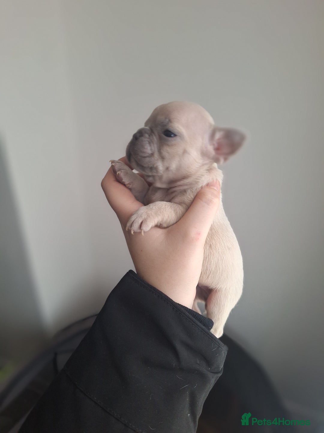 French Bulldog dogs for sale: French bulldog babies  - Advert 19
