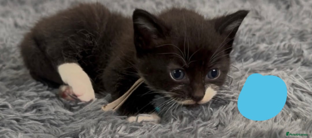 Mixed Breed cats for sale: 4 Adorable kittens left  - Image 2