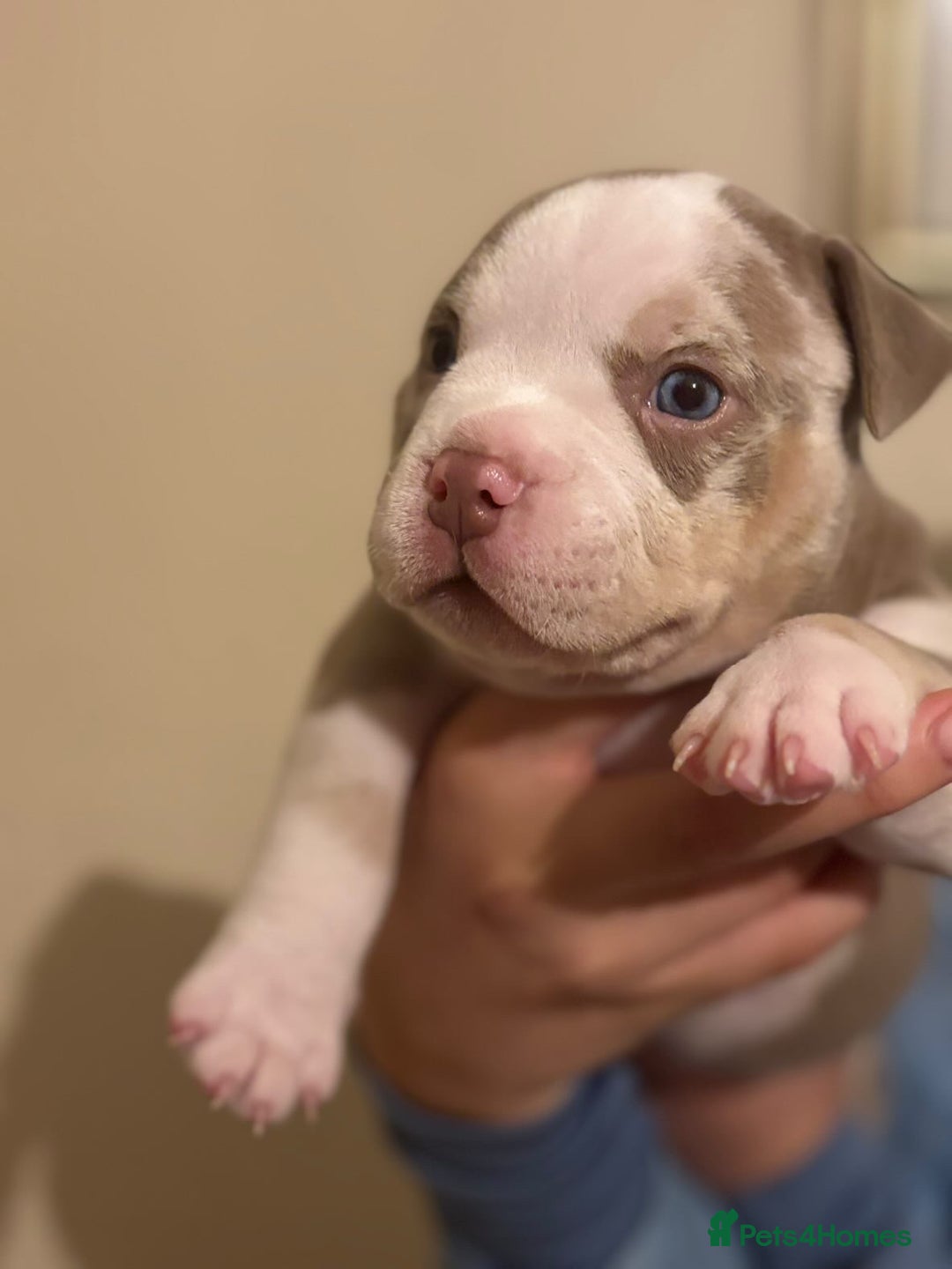 American Bully dogs for sale: Beautiful litter of pocket bullies  - Image 8