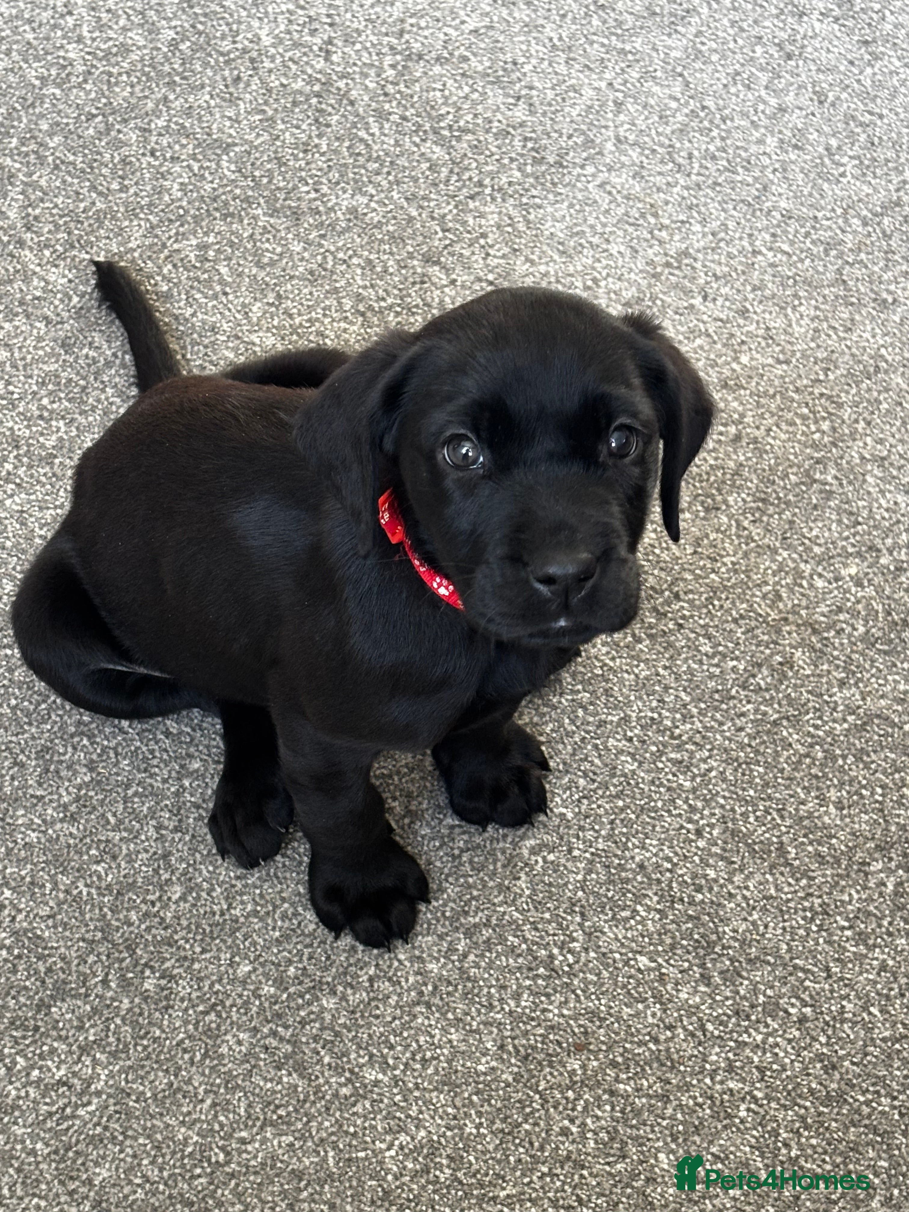 Labrador Retriever dogs 🌟Last black bitch Ready now 🌟 - Advert 1