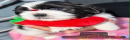 Shih Tzu dogs for sale: Beautiful Shih Tzu Puppies – Boys & Girls - Advert 18
