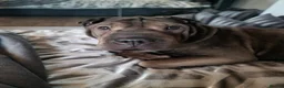 Shar Pei dogs for sale: Male and female shar pei - Advert 7
