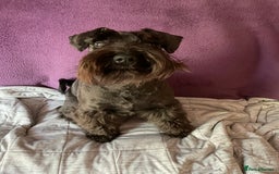 Miniature Schnauzer dogs for sale: Looking for a loving home for 1yr old loving girl - Image 3