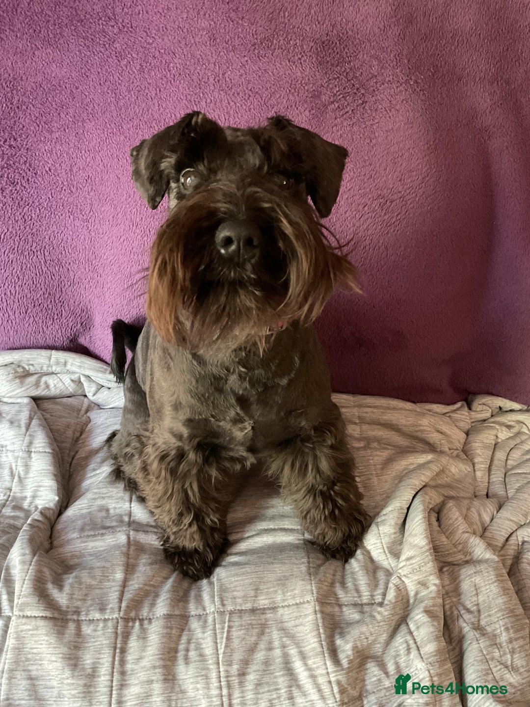 Miniature Schnauzer dogs for sale: Looking for a loving home for 1yr old loving girl - Image 3