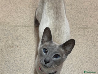 Mixed Breed cats Melanistic bengals/siamese’s - Advert 1