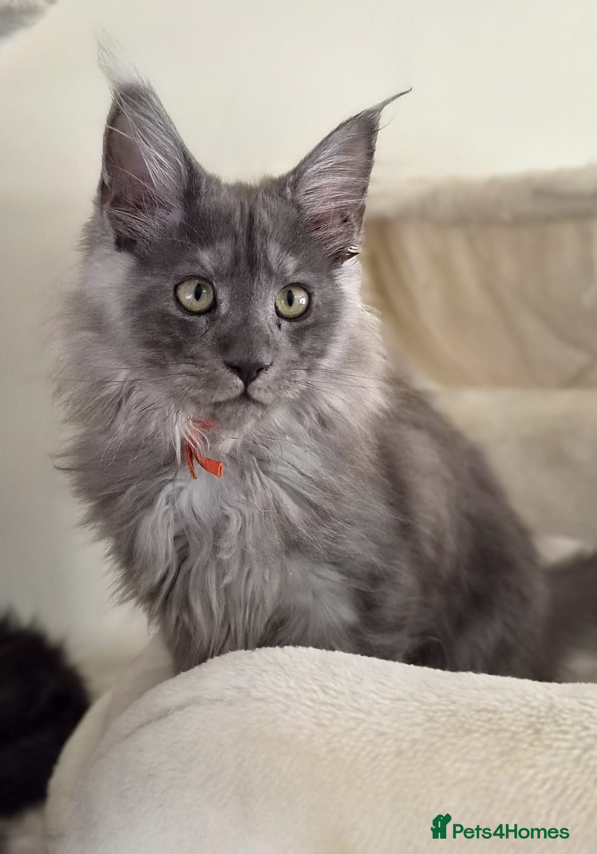 Maine Coon cats Stunning XL Black & Blue Smoke TICA Maine Coons - Advert 2