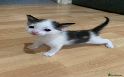 Mixed Breed cats for sale: Adorable kittens looking for a new family - Image 3