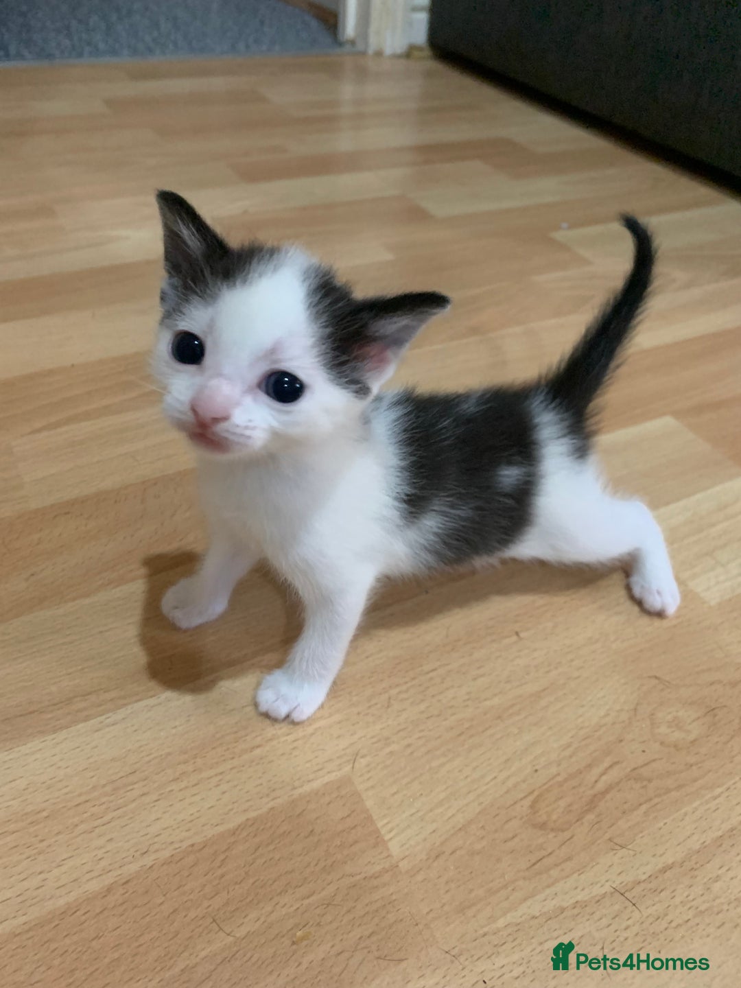 Mixed Breed cats for sale: Adorable kittens looking for a new family - Image 3