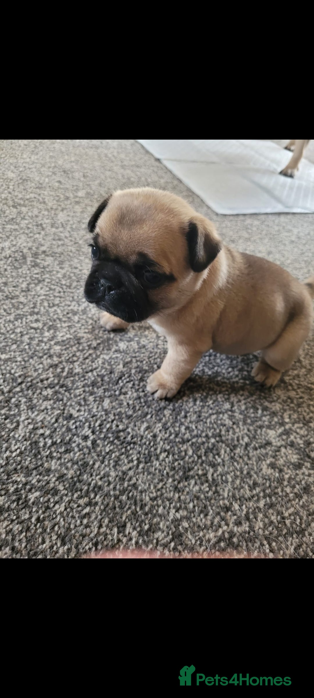Frug dogs for sale: Just the male left frug left now - Image 2