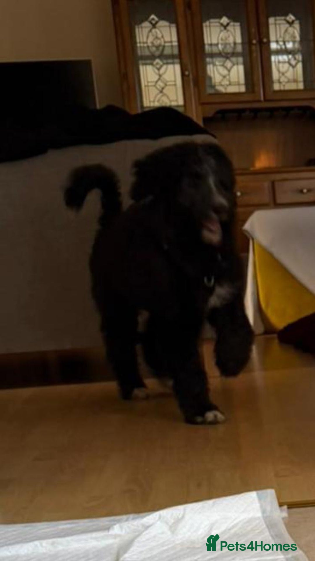 Bernedoodle dogs for sale: Adorable, 19week old bernedoodle boy - Advert 6