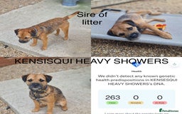 Border Terrier dogs for sale: Border Terrier Pups - Image 33