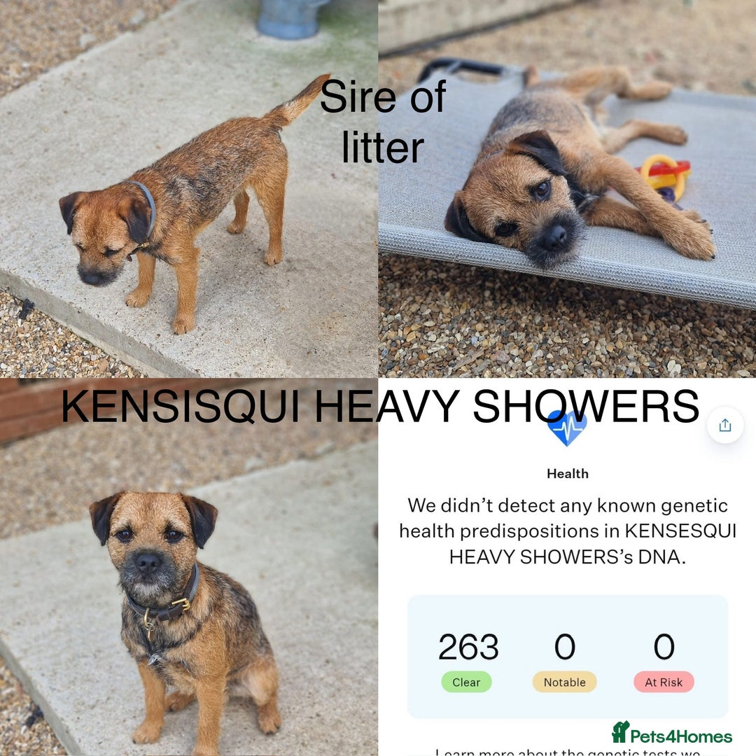 Border Terrier dogs for sale: Border Terrier Pups - Image 33