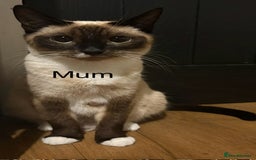 Ragdoll cats for sale: Ragdoll cross Siamese kittens  - Image 8