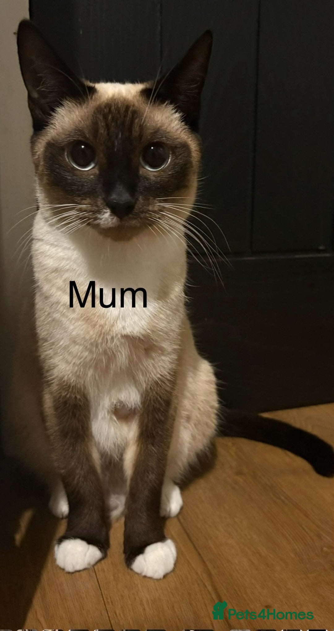 Ragdoll cats for sale: Ragdoll cross Siamese kittens  - Image 8