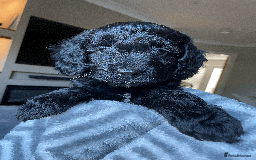 Cockapoo dogs for sale: Beautiful Thick coated Fluffy F1 Toy Cockapoo pups - Advert 34