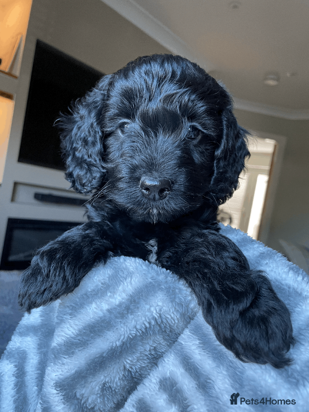 Cockapoo dogs for sale: Beautiful Thick coated Fluffy F1 Toy Cockapoo pups - Advert 34