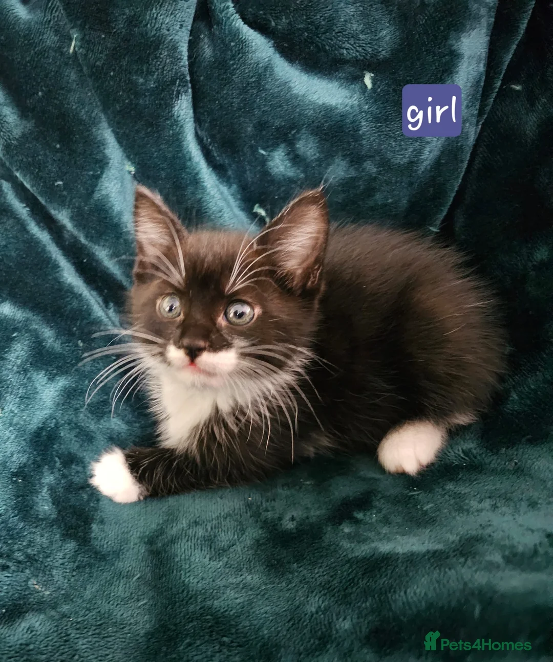 Mixed Breed cats for sale: Kittens for sale  - Advert 7