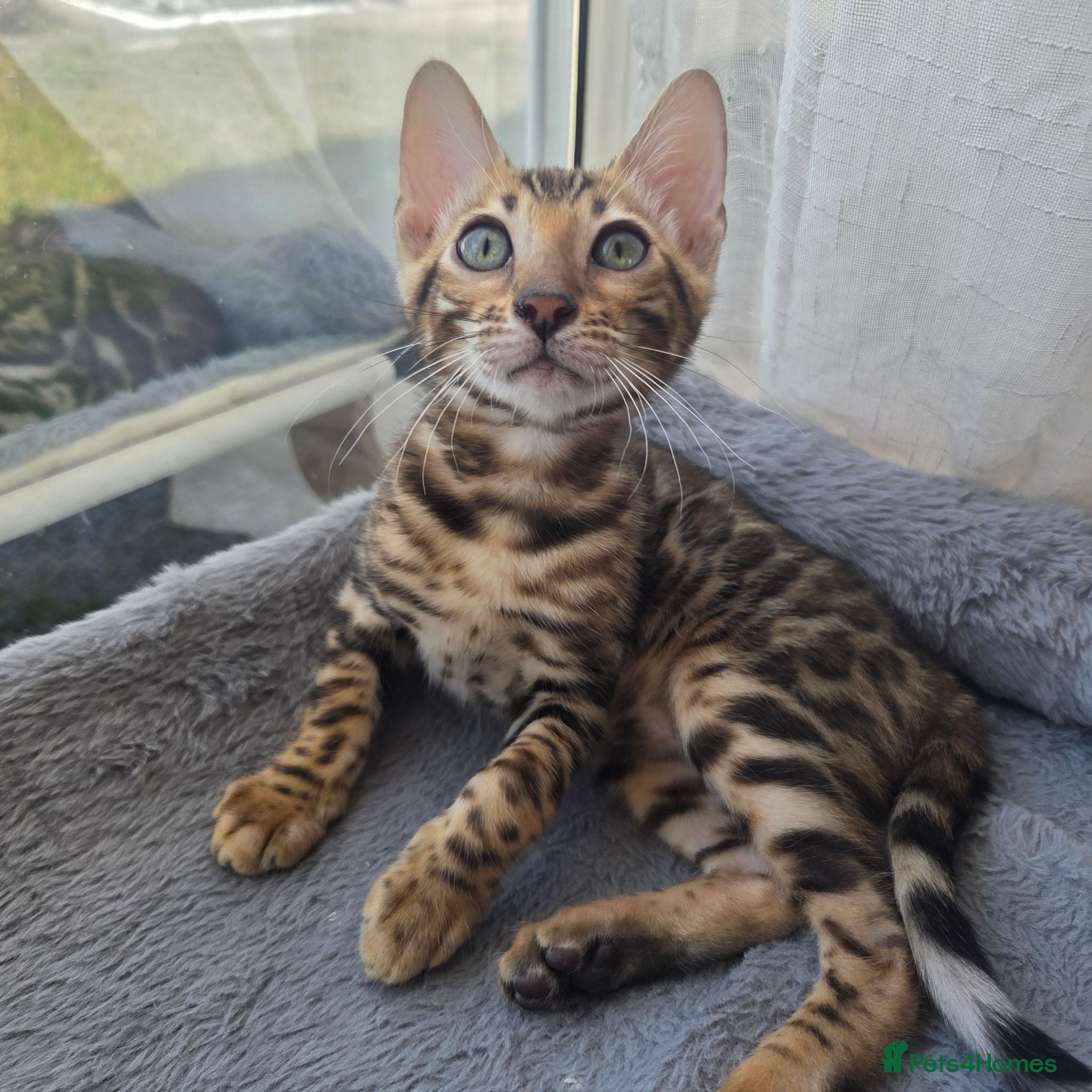 Bengal cats Ready now - pure Bengal TICA registered. - Advert 4
