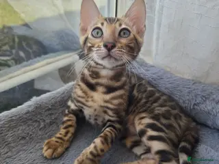 Bengal cats Ready now - pure Bengal TICA registered. - Advert 4