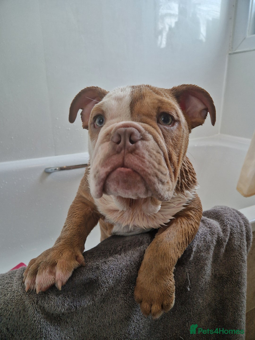 Olde English Bulldogge dogs for sale: Olde English bulldog  - Advert 5