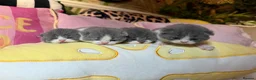 British Shorthair cats for sale: Champion line British Shorthair kittens 🏆🥇😻🐾 - Advert 1