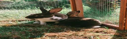 Rex rabbits for sale: Mini Rex Rabbits  - Advert 7