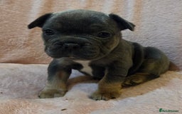 French Bulldog dogs for sale: Beautiful French Bulldog Puppies - Image 21