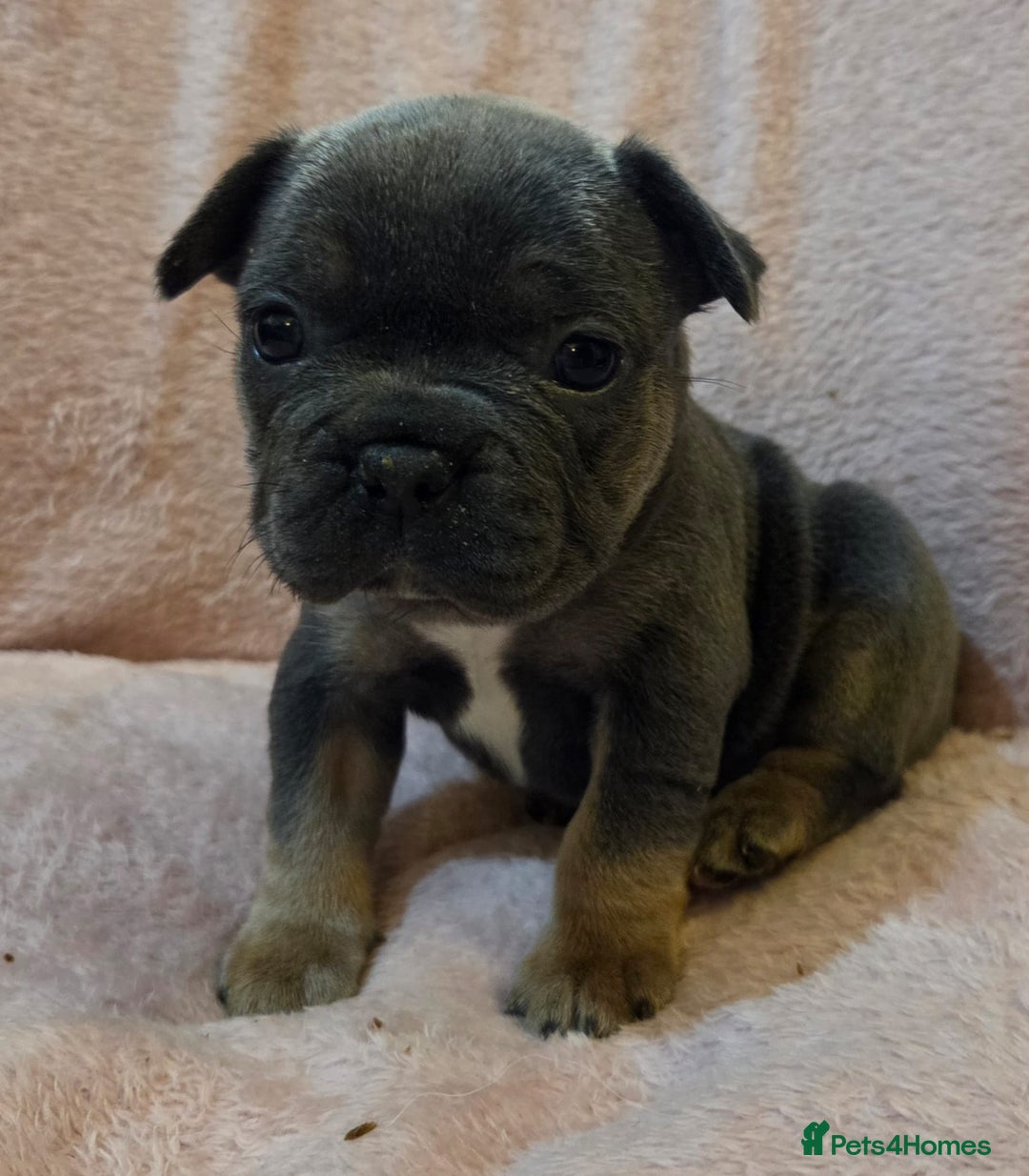 French Bulldog dogs for sale: Beautiful French Bulldog Puppies - Image 21