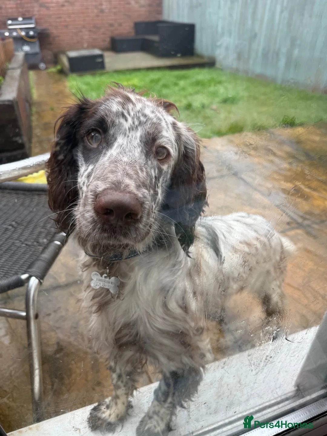 Sprocker dogs for sale: Sprocker dog - Advert 2