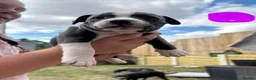 Staffordshire Bull Terrier dogs for sale: Staffordshire Bull Terrier pups x2 beautiful girls - Advert 12
