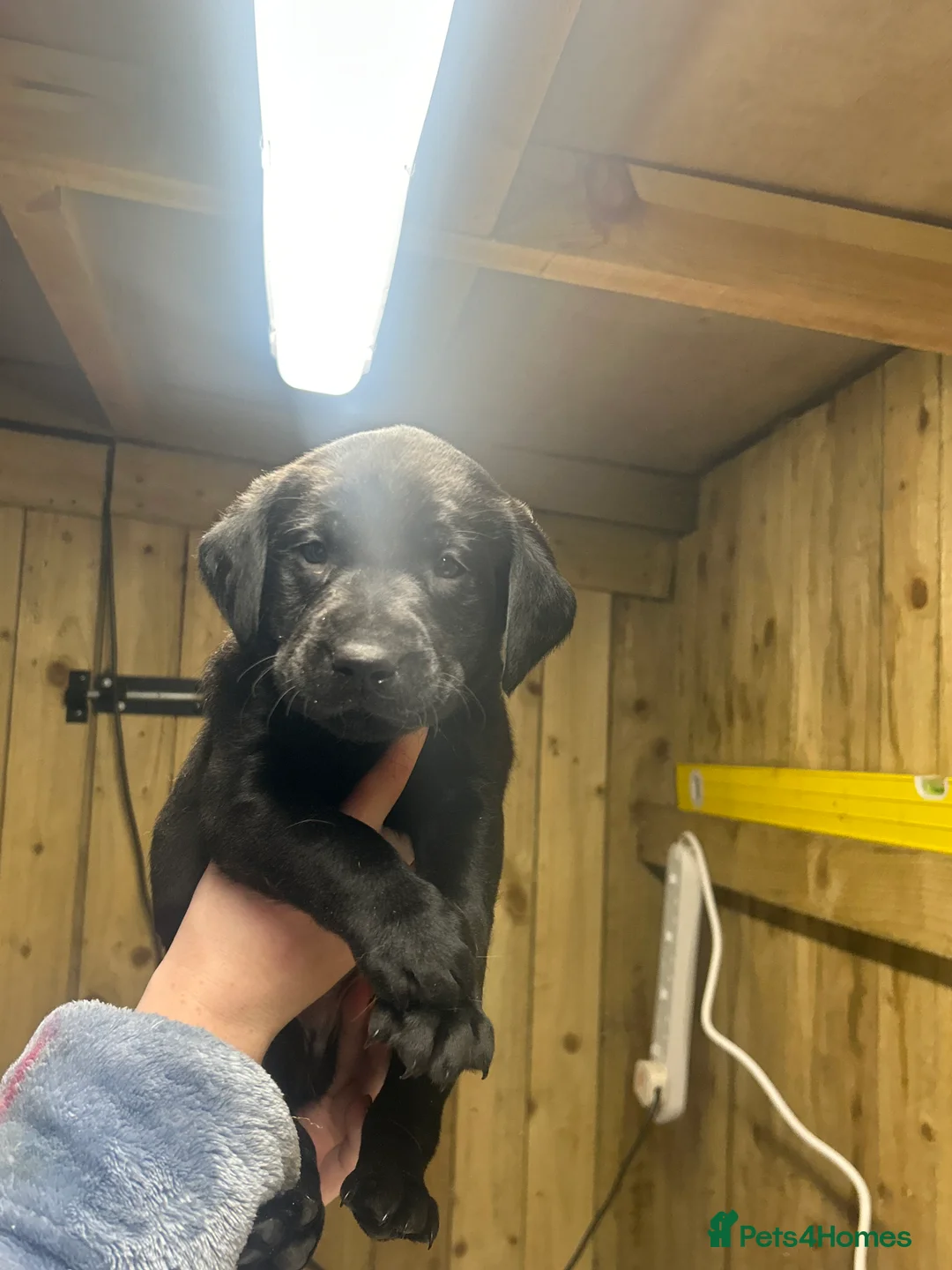 Labrador Retriever dogs for sale: Beautiful Labrador Puppies KC Registered 3 Left - Advert 3