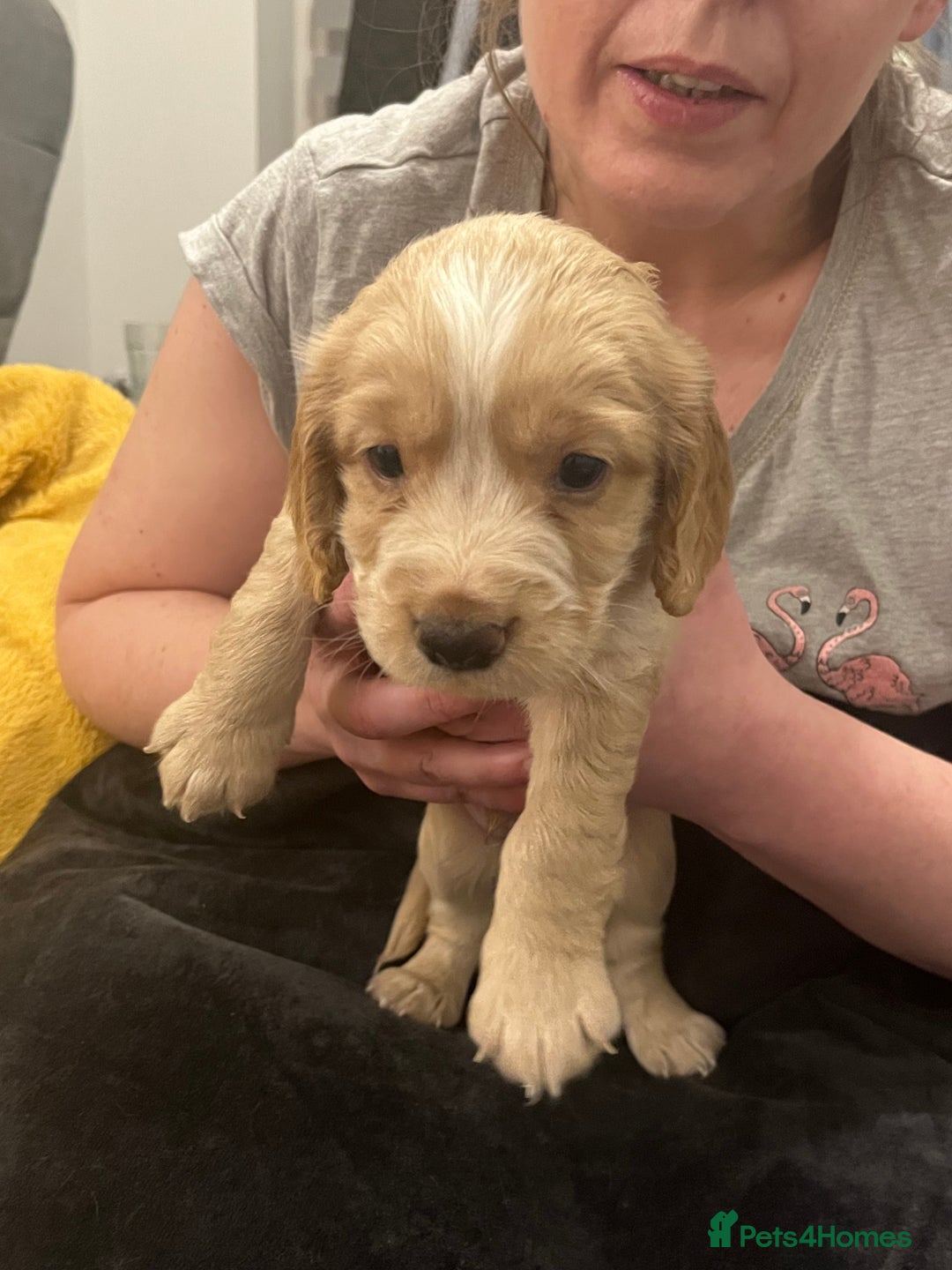 Sprocker dogs for sale: SPROCKER SPANIELS PUPPIES  - Advert 4