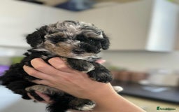 Sheepadoodle dogs for sale: F1b mini sheepadoodles - Image 36