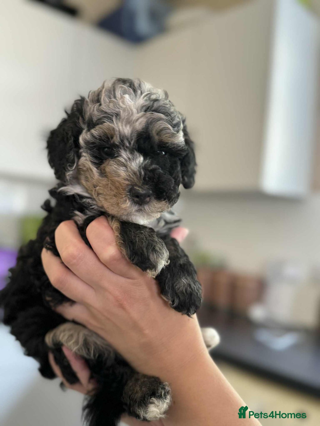 Sheepadoodle dogs for sale: F1b mini sheepadoodles - Image 36