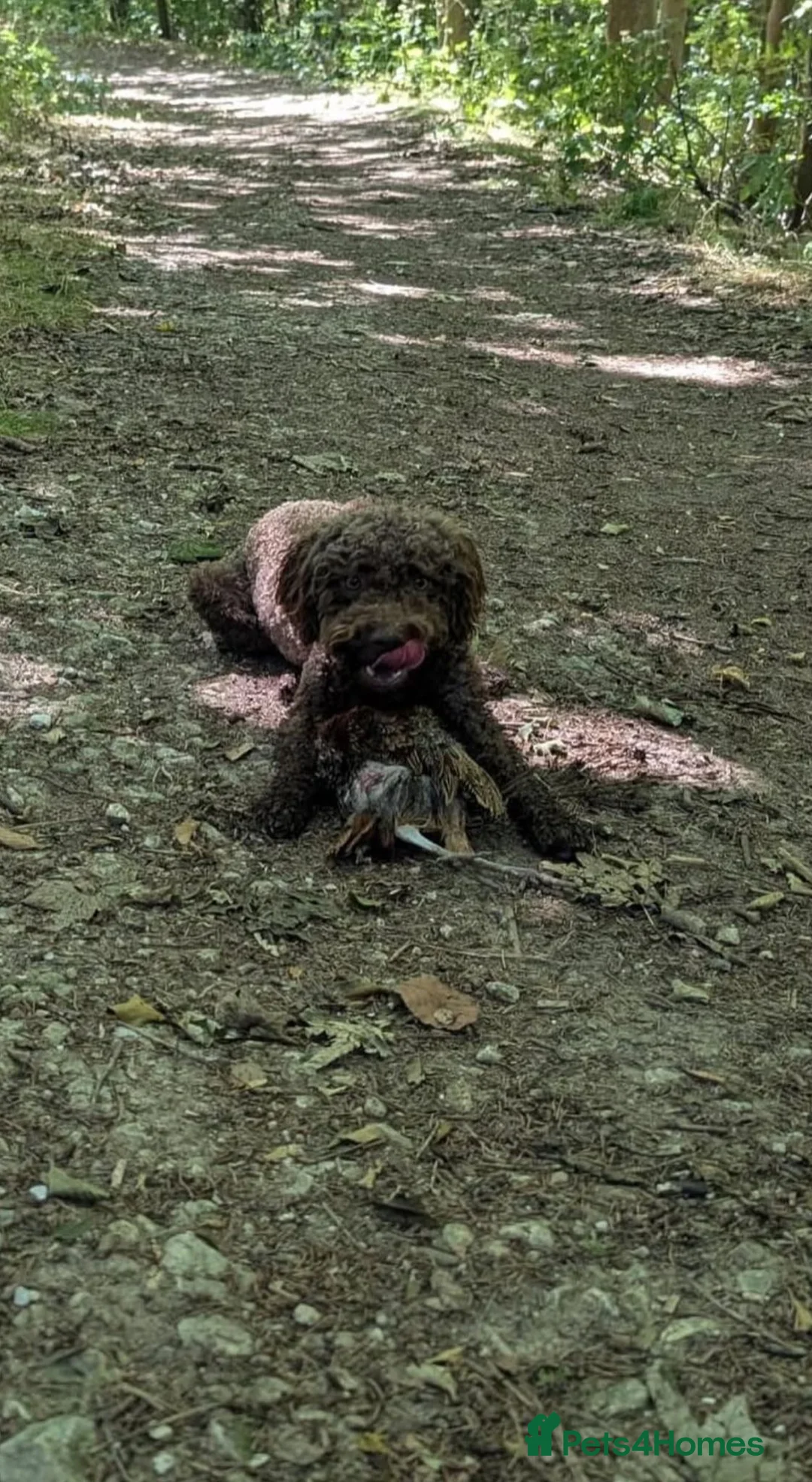 Mixed Breed dogs for sale:     Unique Lagotto Romagnolo × Staffy Puppies - Advert 2