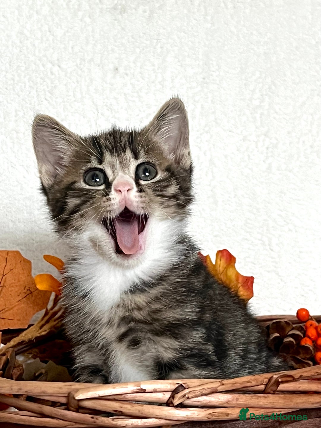 Mixed Breed cats for sale: 🐾 Playful Male Kitten Ready Now! 🐾 - Image 2