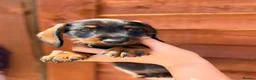 Miniature Dachshund dogs for sale: 🐾Exceptional wired haired dachshunds  🐾 - Advert 35