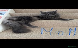 Maine Coon cats for sale: XL pure Maine coon kittens 💖 in Wellingborough - Image 7