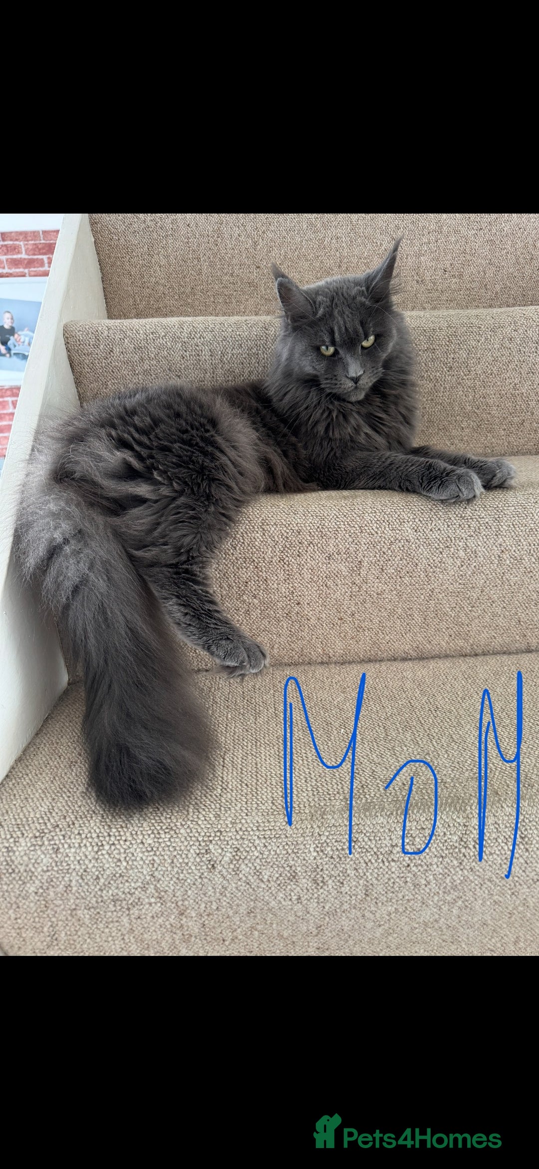 Maine Coon cats for sale: XL pure Maine coon kittens 💖 in Wellingborough - Image 7