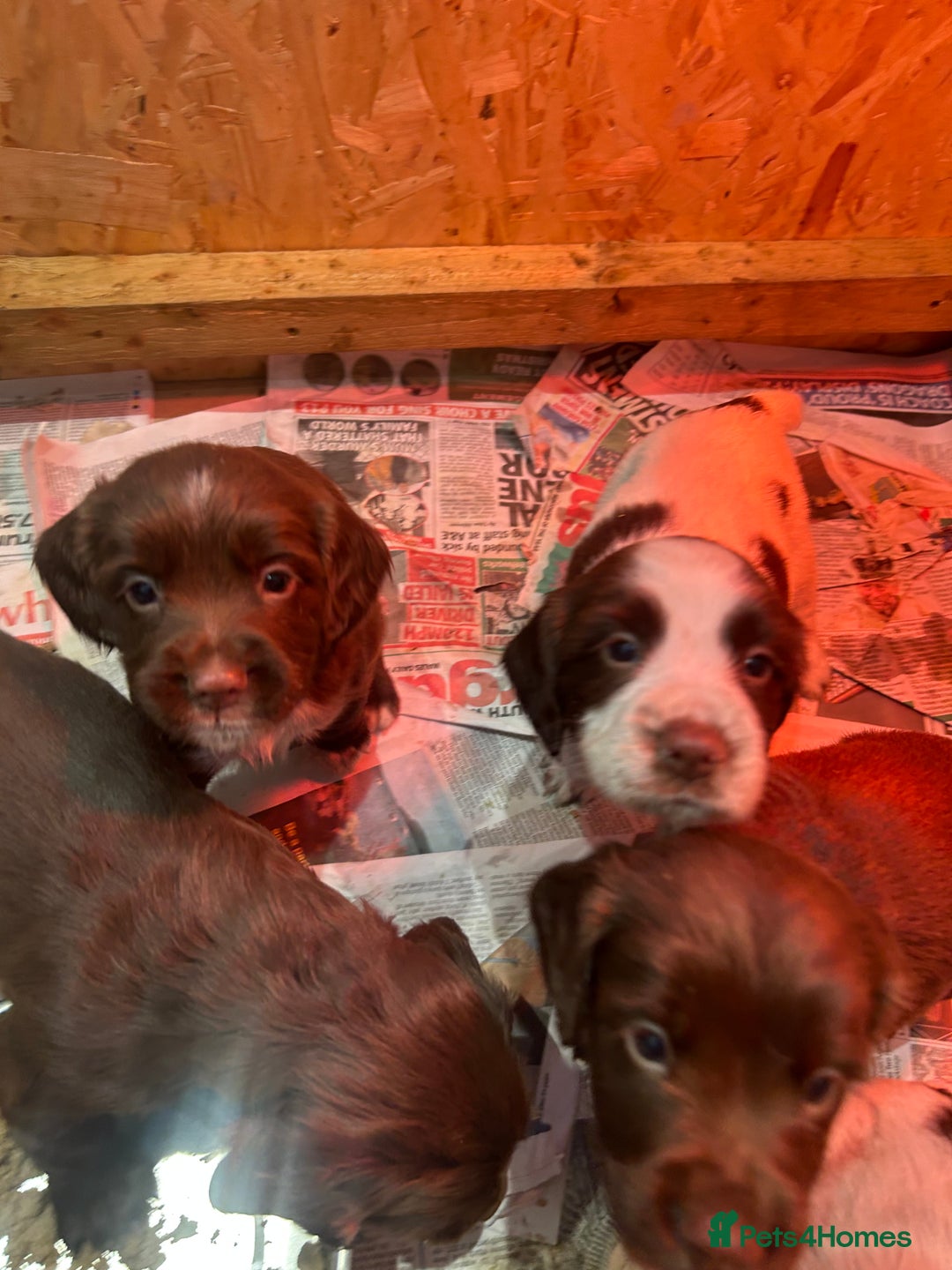 Sprocker dogs for sale: Working Sprocker Spaniels  - Advert 13