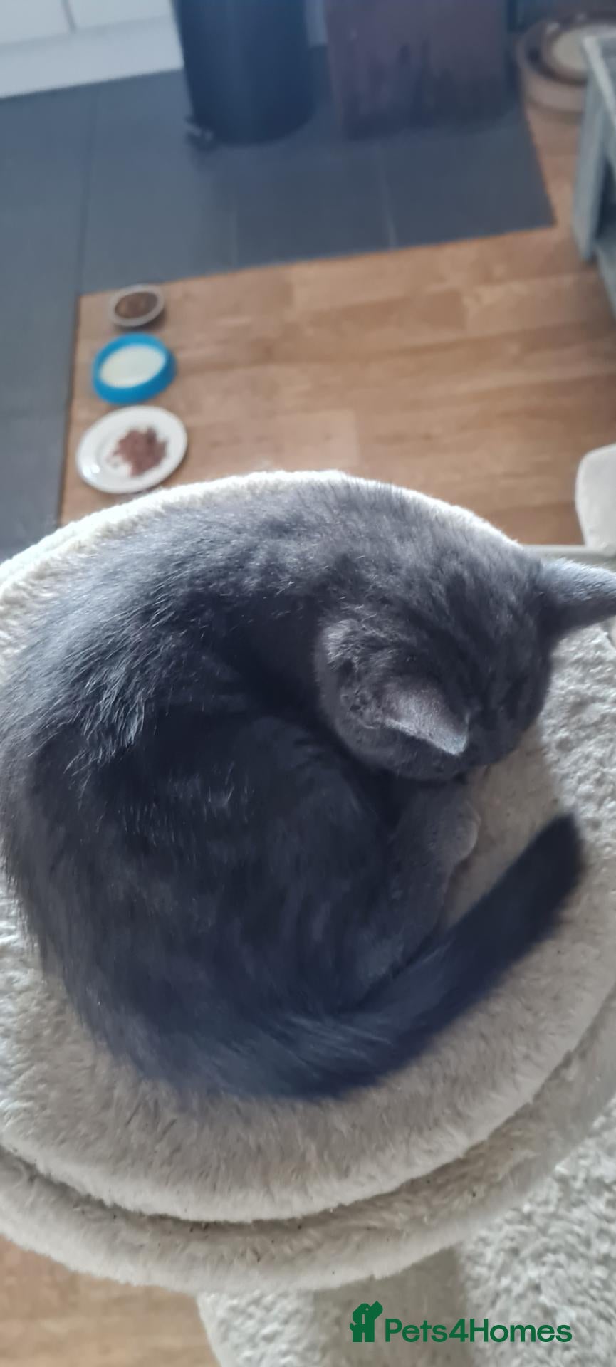 Mixed Breed cats for sale: 4 cute girls  looking for a forever home - Advert 1