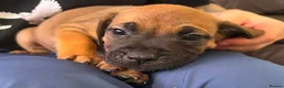 Mixed Breed dogs for sale: Mixed breed puppys  - Advert 4